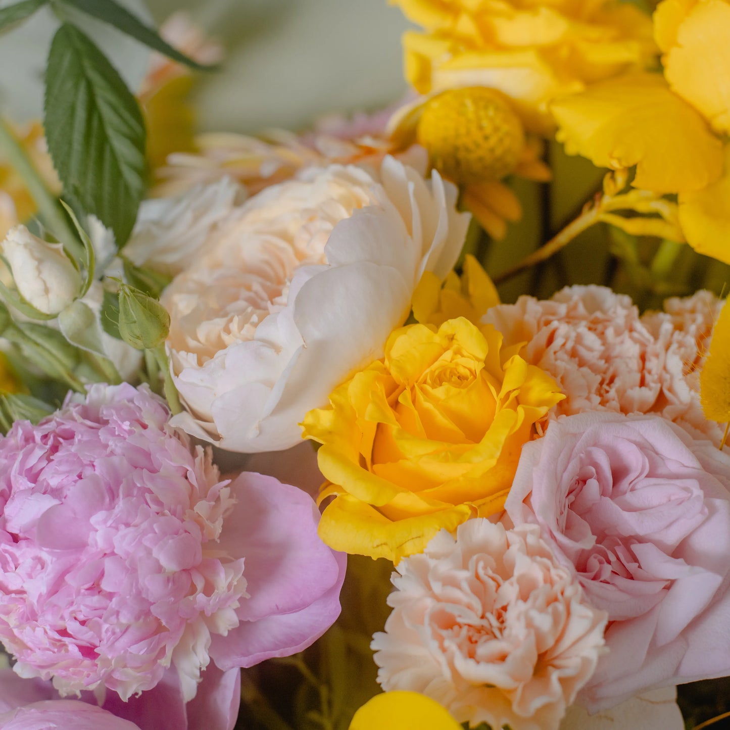 Ramo "Energia da Manhã Ensolarada"