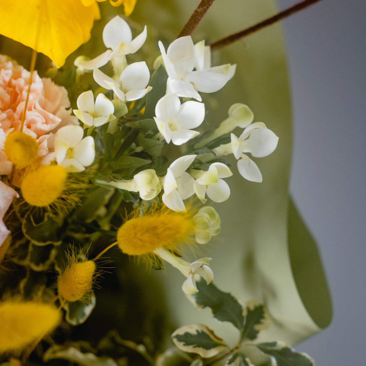 Ramo "Energia da Manhã Ensolarada"