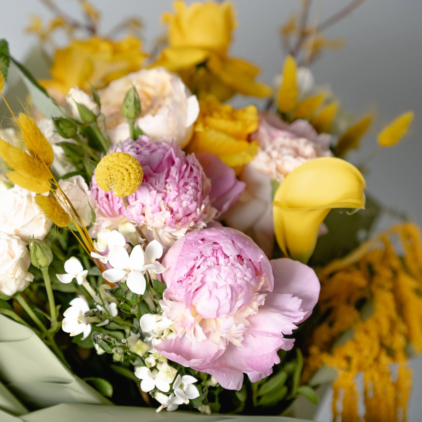 Ramo "Energia da Manhã Ensolarada"