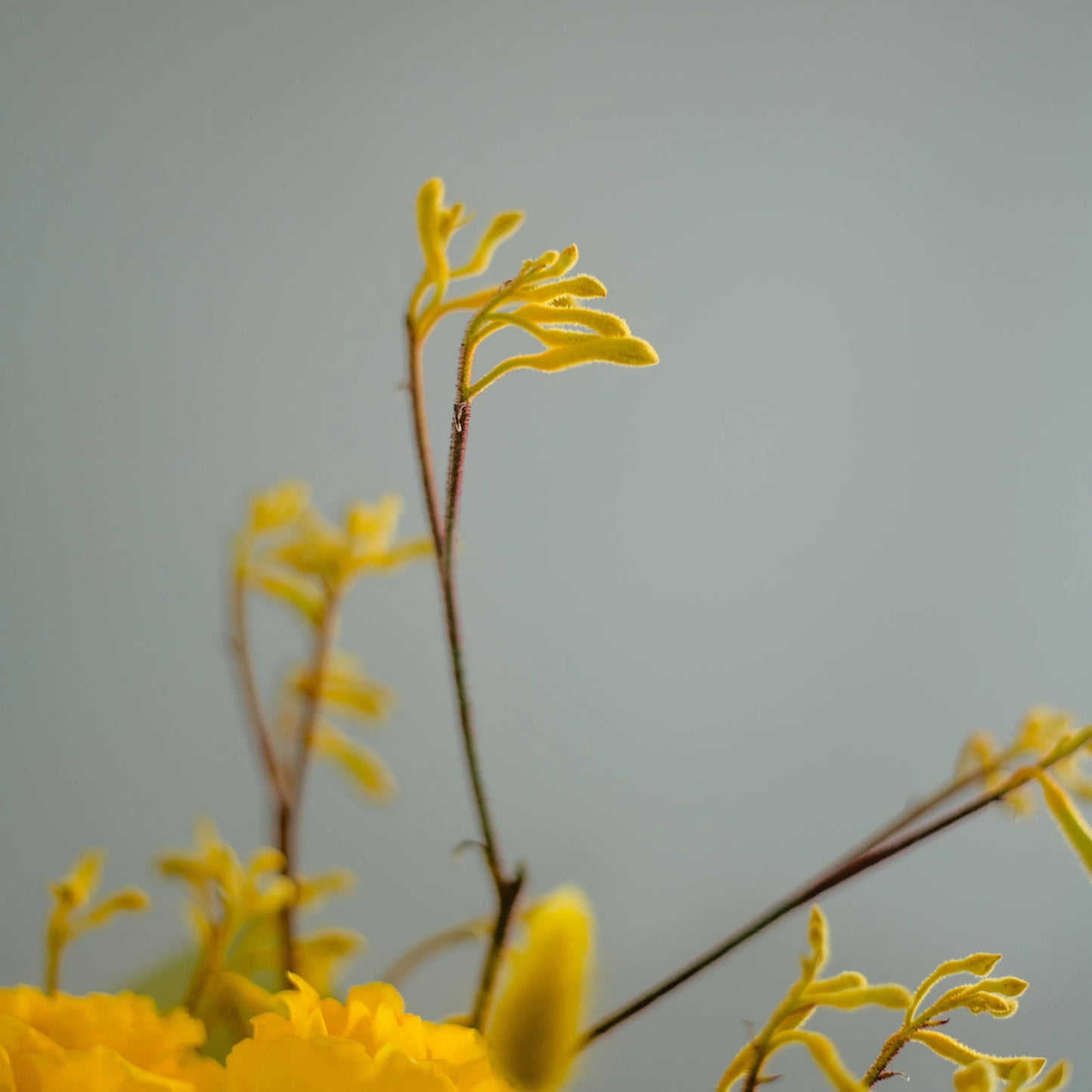 Ramo "Energia da Manhã Ensolarada"