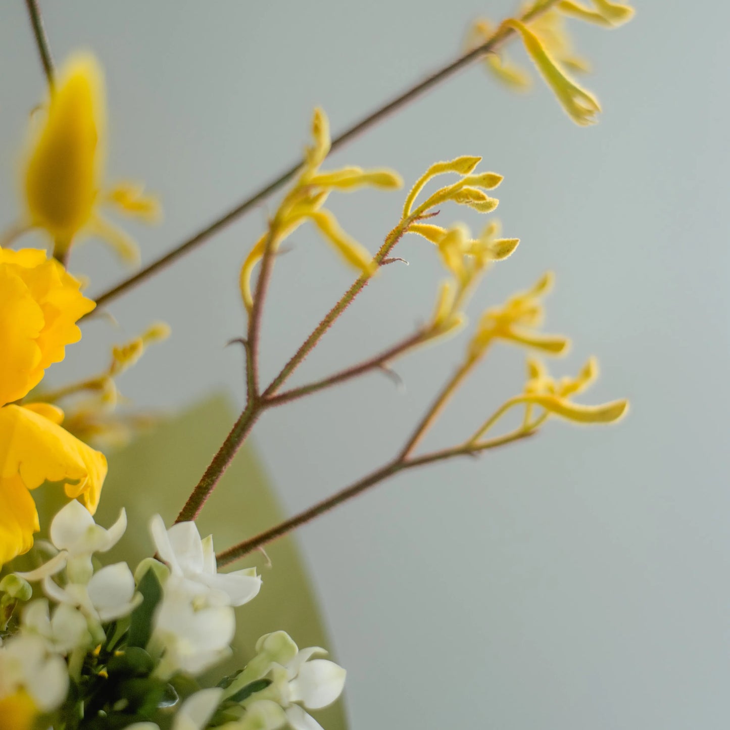 Ramo "Energia da Manhã Ensolarada"