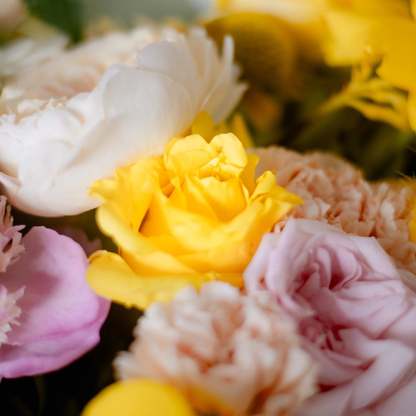 Ramo "Energia da Manhã Ensolarada"