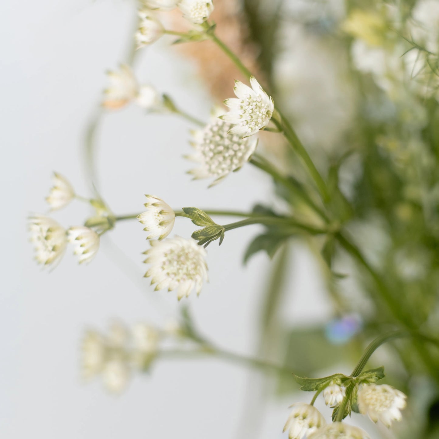 Ramo "Fantasia Campestre"