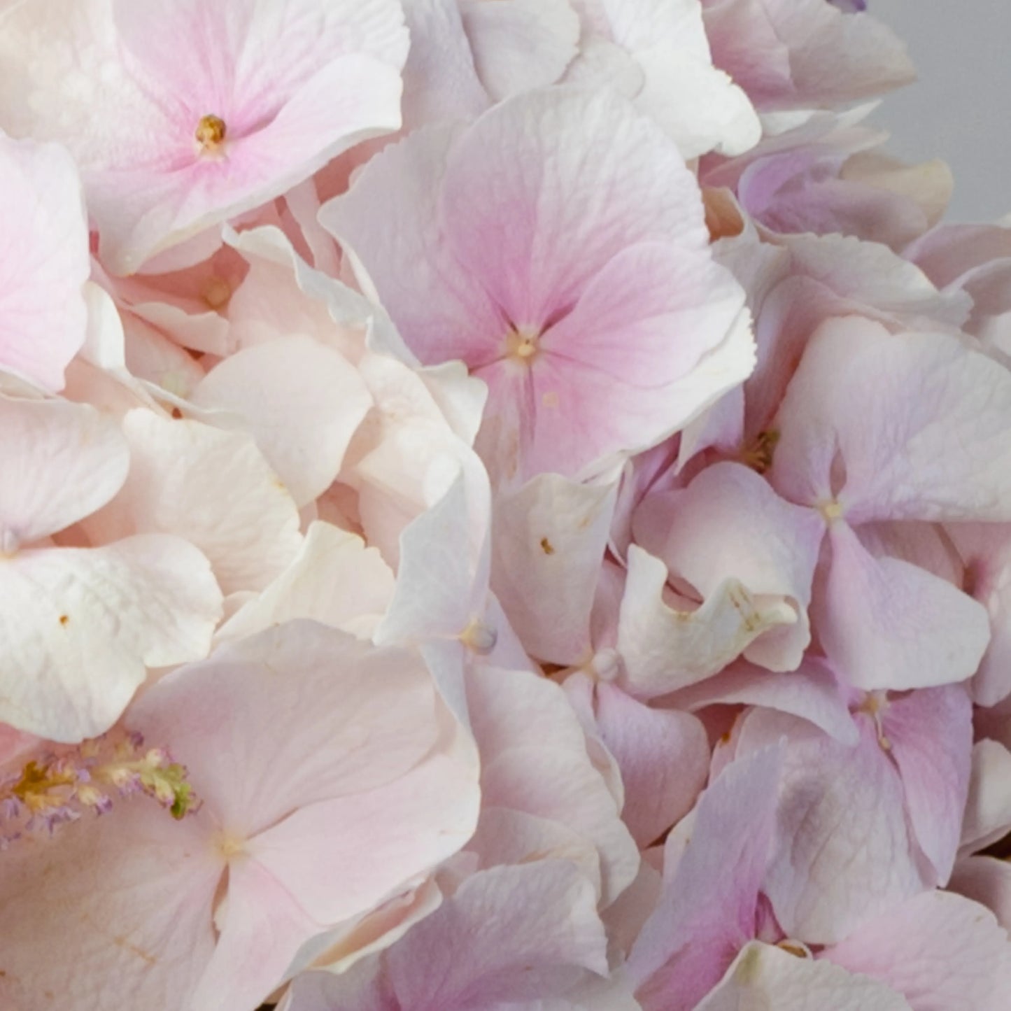 Ramo "Idílio do Jardim"