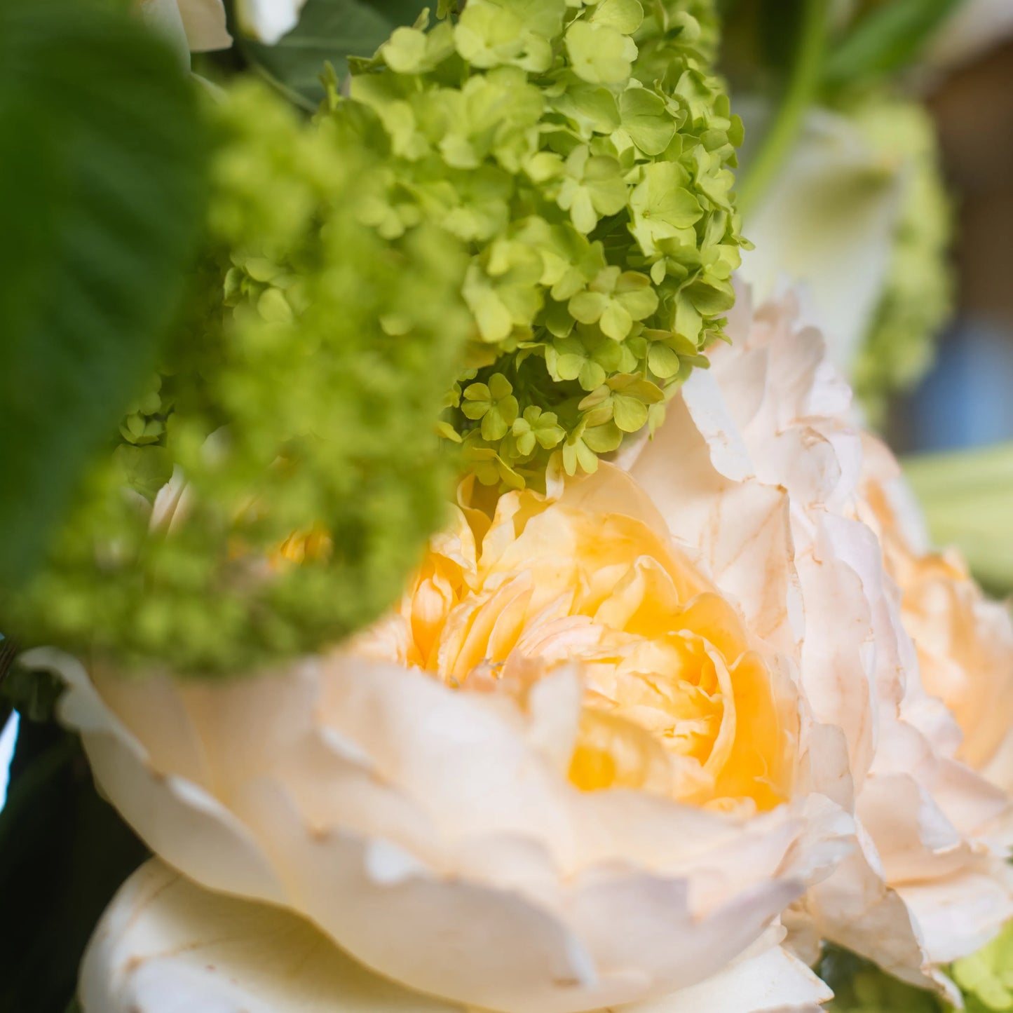 Ramo "Jardim Selvagem"