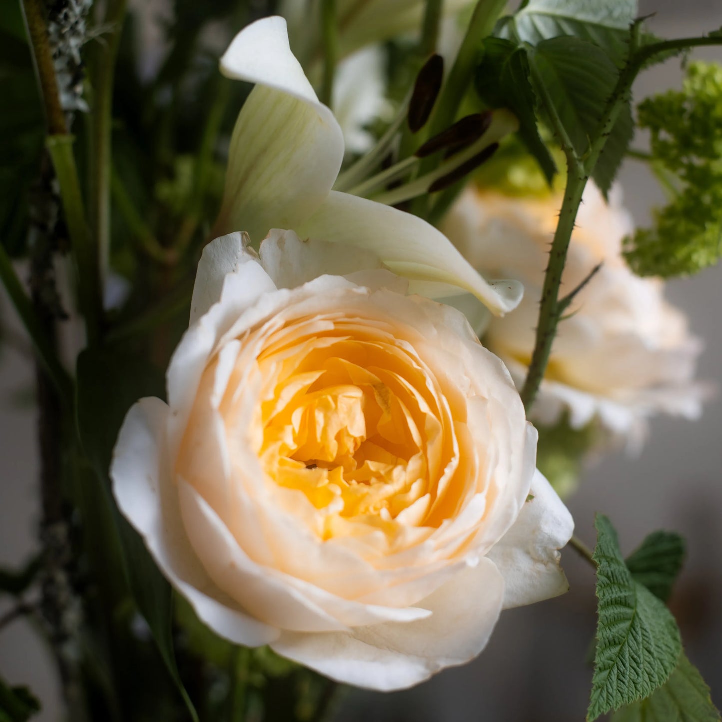 Ramo "Jardim Selvagem"