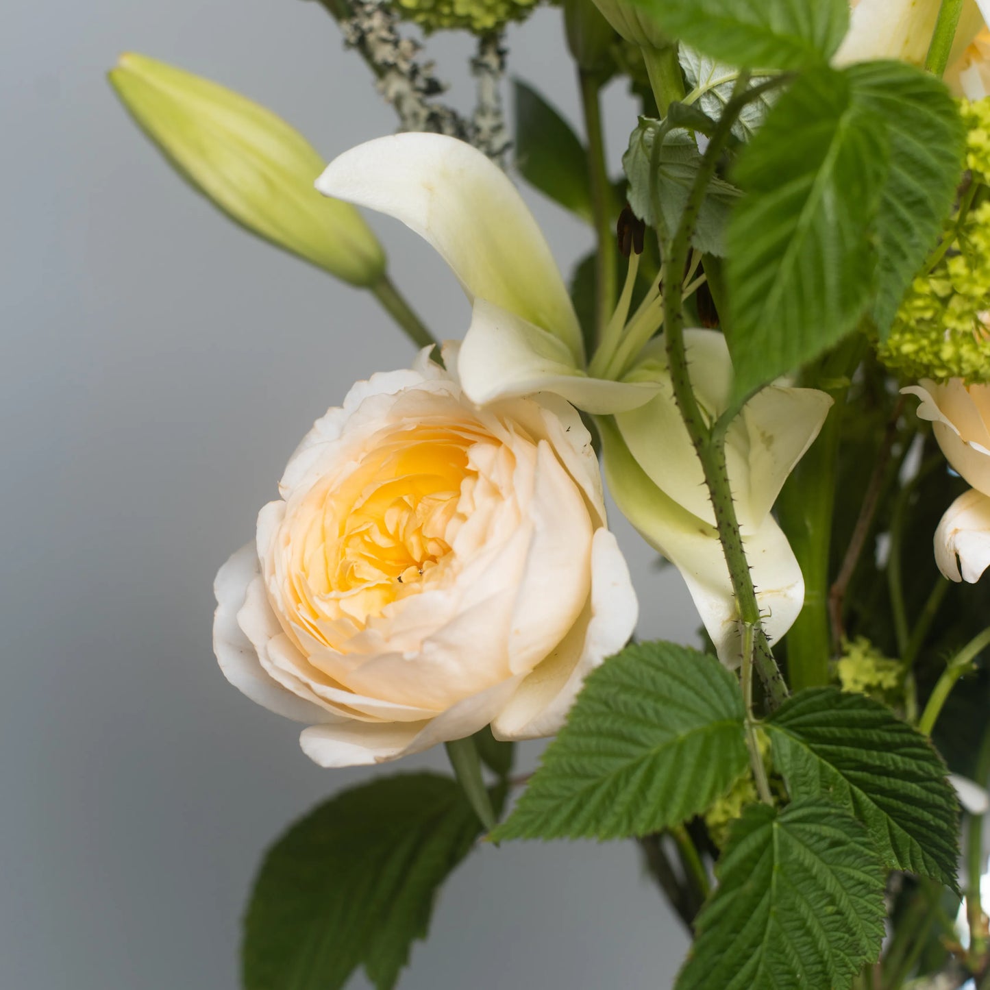 Ramo "Jardim Selvagem"