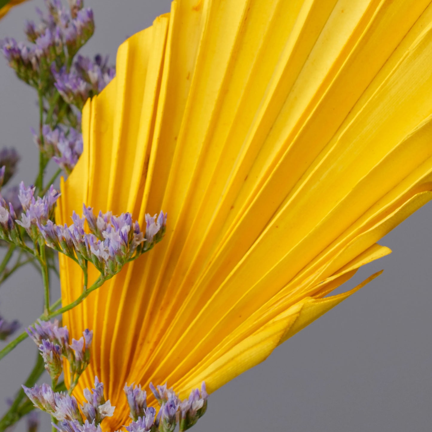 Ramo "Reflexos do Sol"