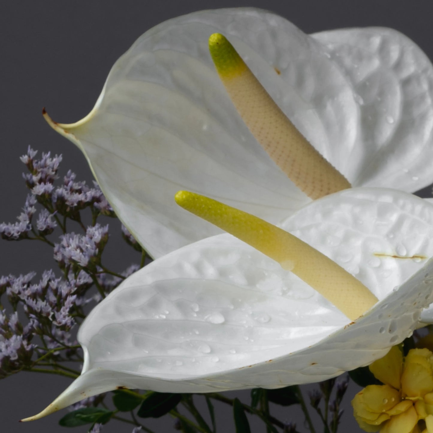 Ramo "Reflexos do Sol"