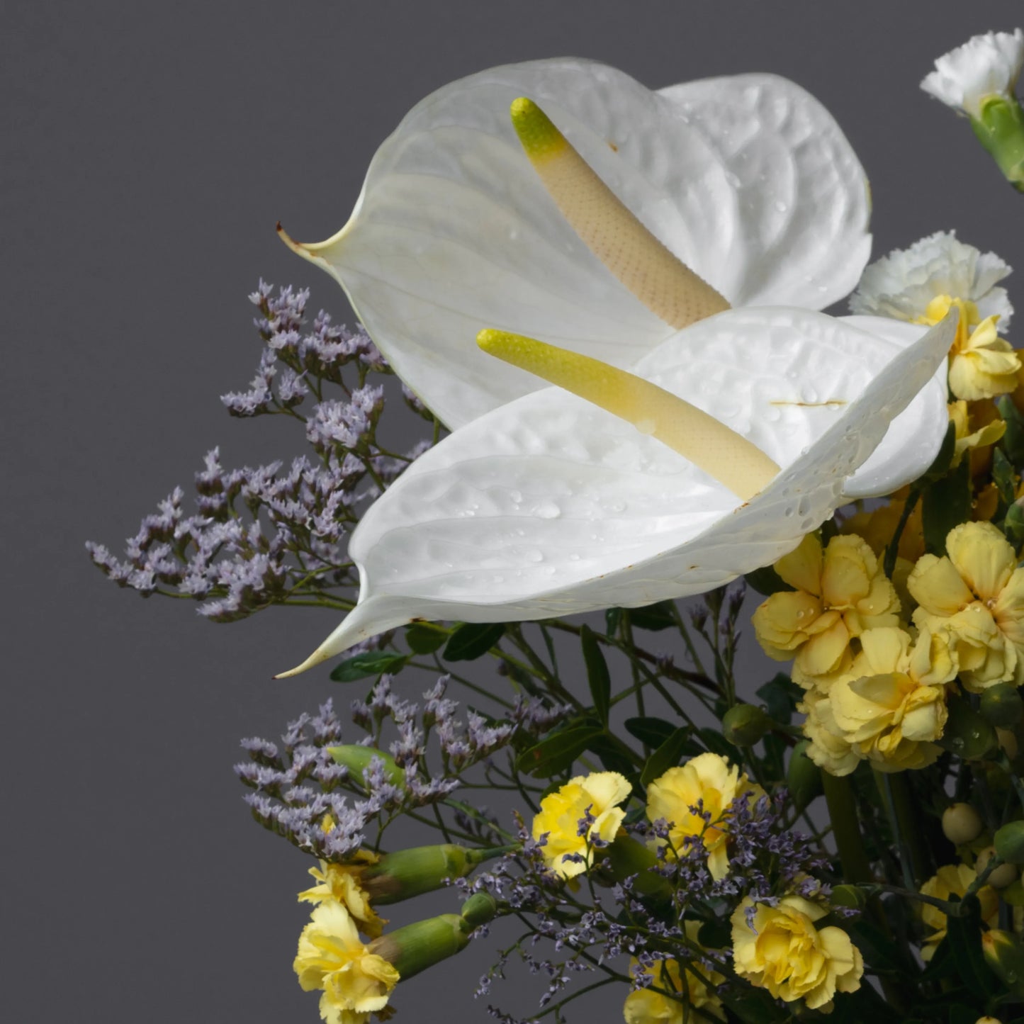 Ramo "Reflexos do Sol"