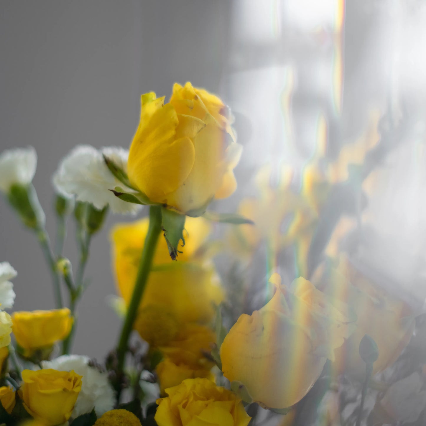 Ramo "Reflexos do Sol"