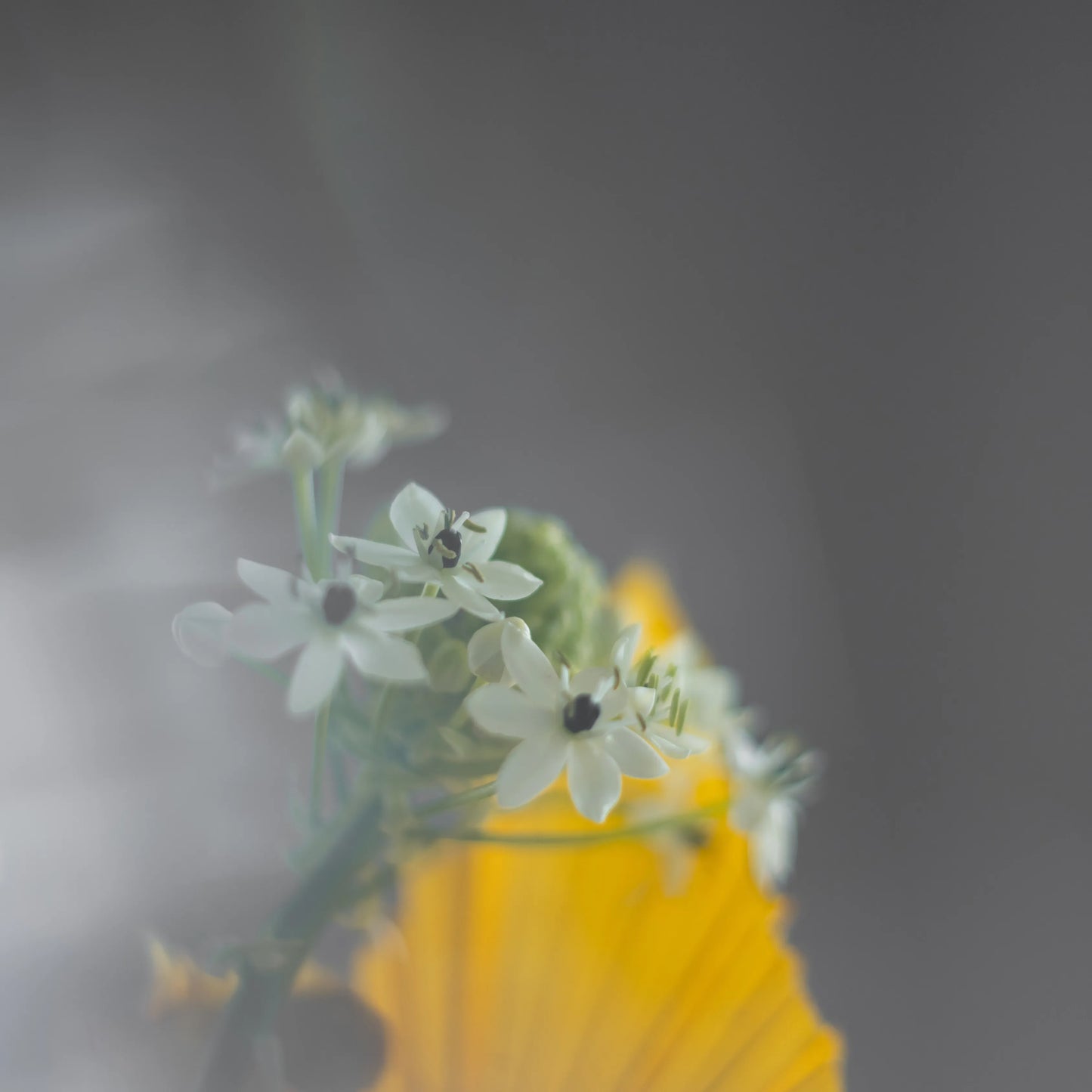 Ramo "Reflexos do Sol"