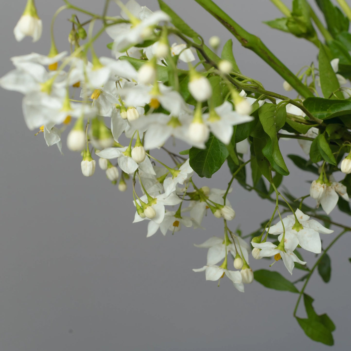 Ramo "Toque Delicado"