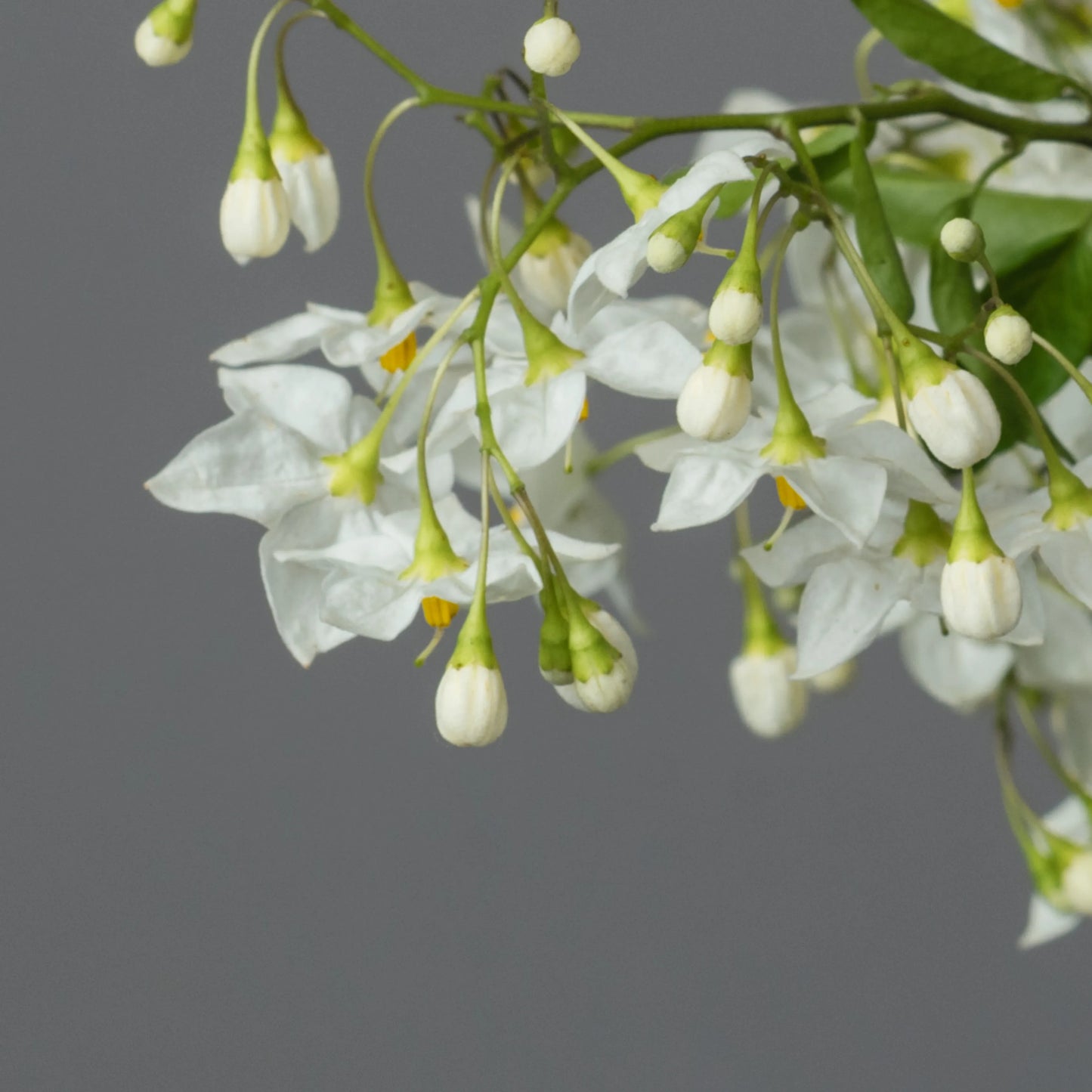 Ramo "Toque Delicado"