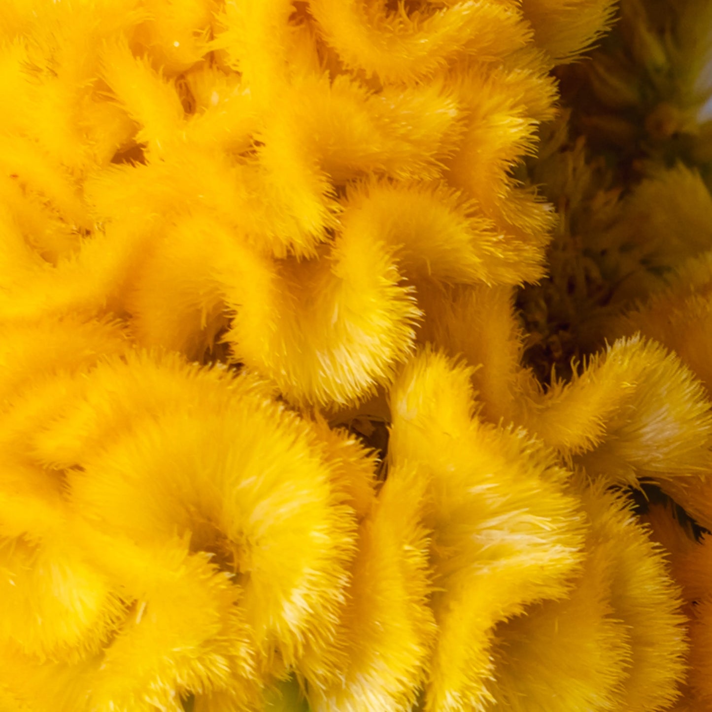 Ramo "Tristeza Tenra"