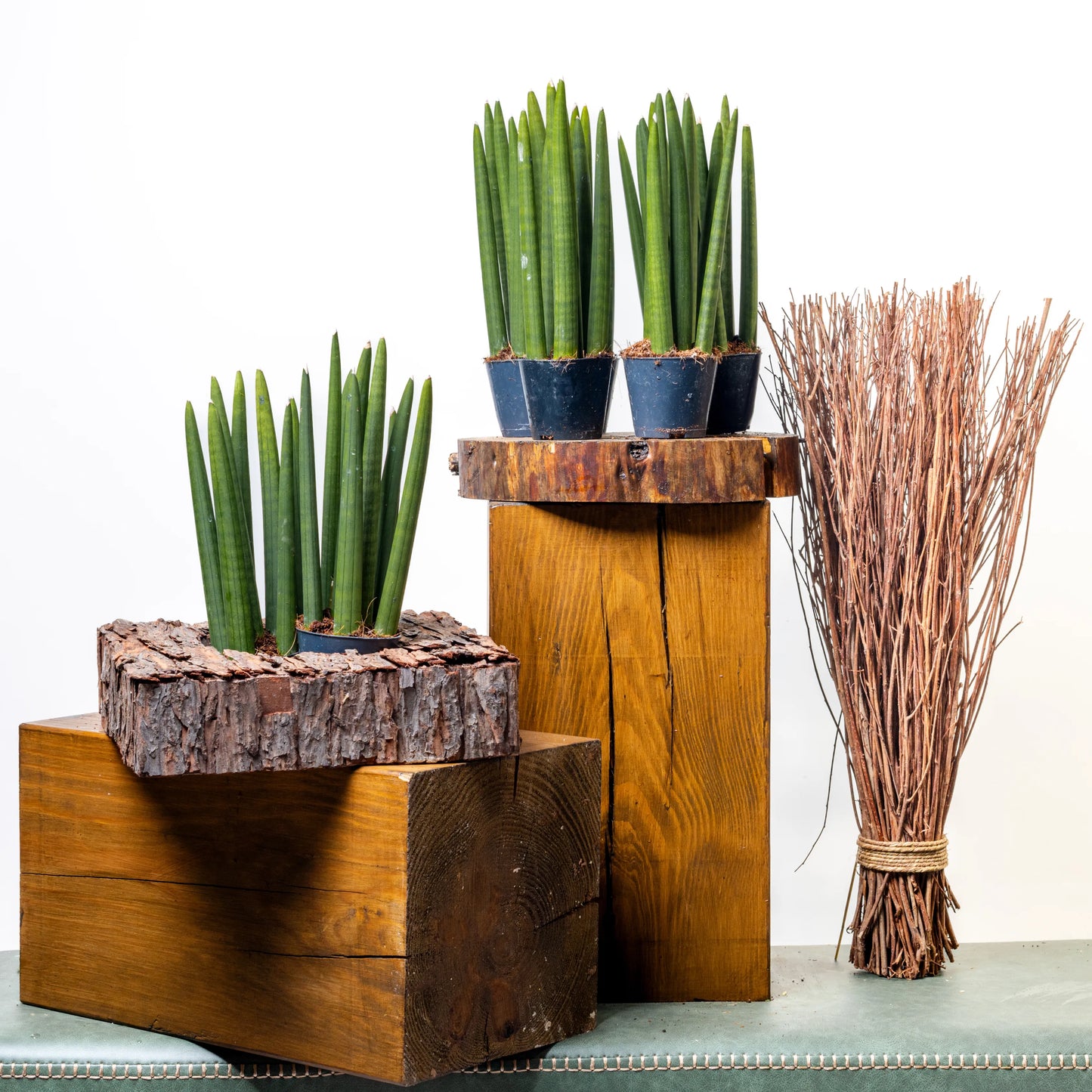 Sansevieria Cylindrica