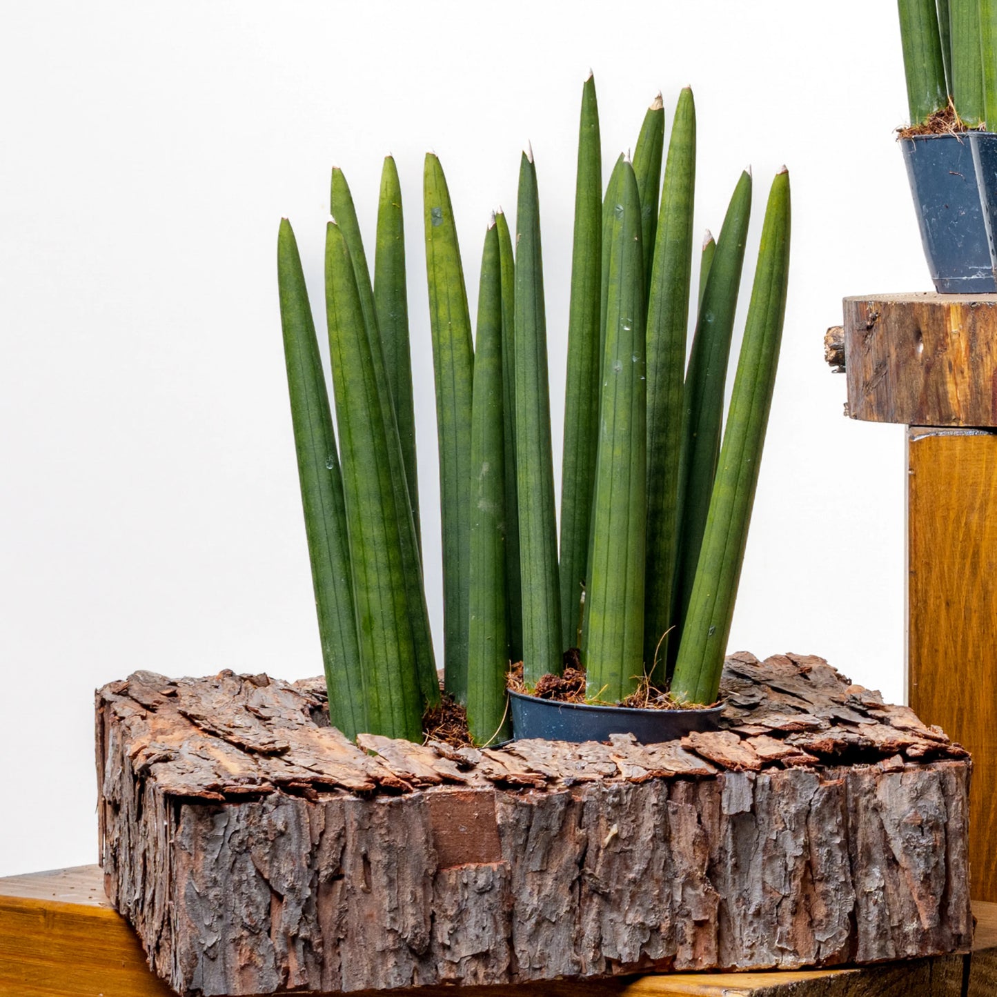 Sansevieria Cylindrica