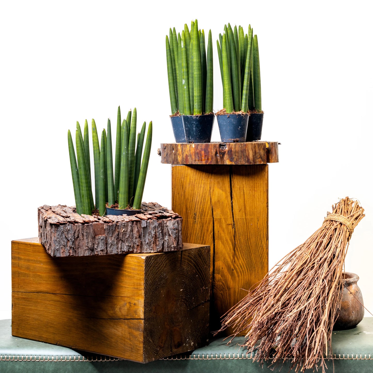 Sansevieria Cylindrica