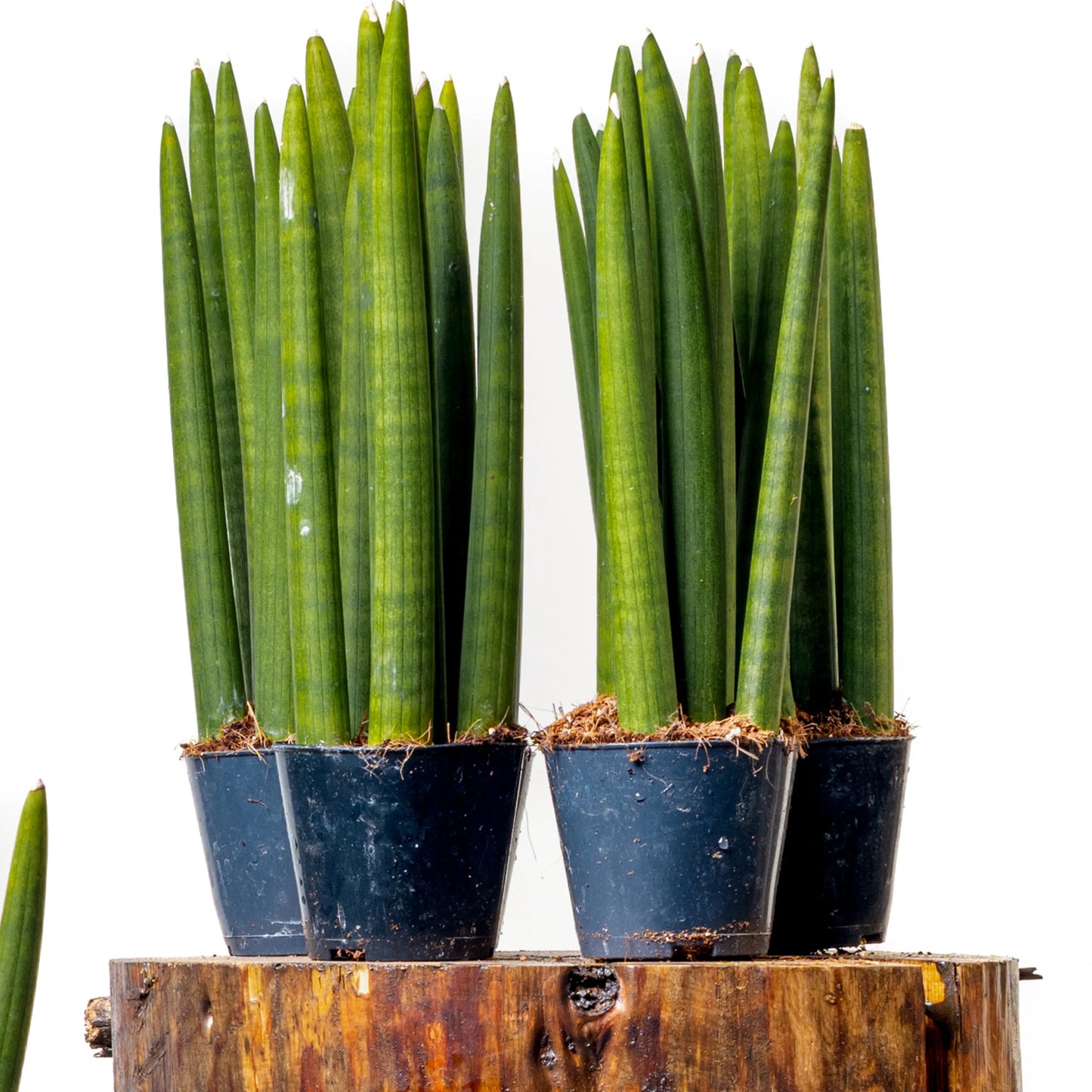 Sansevieria Cylindrica