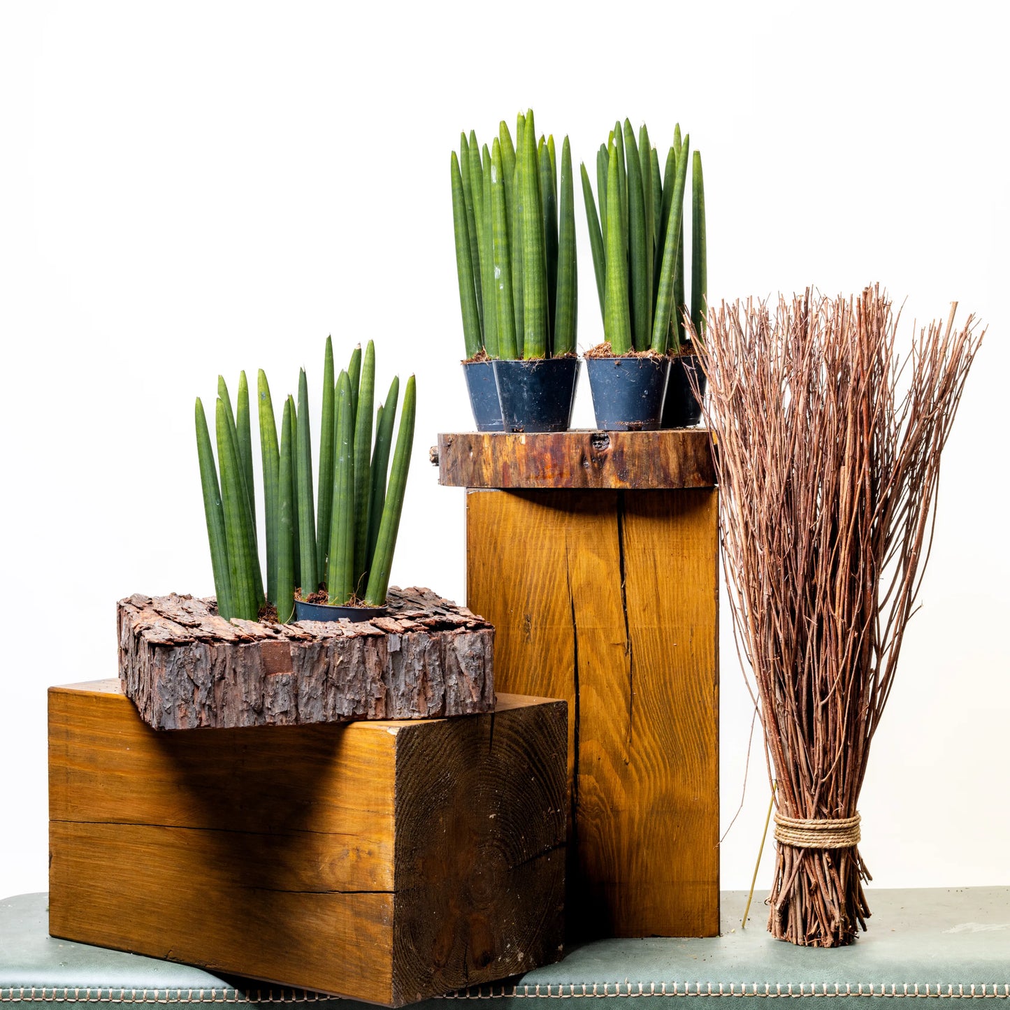 Sansevieria Cylindrica