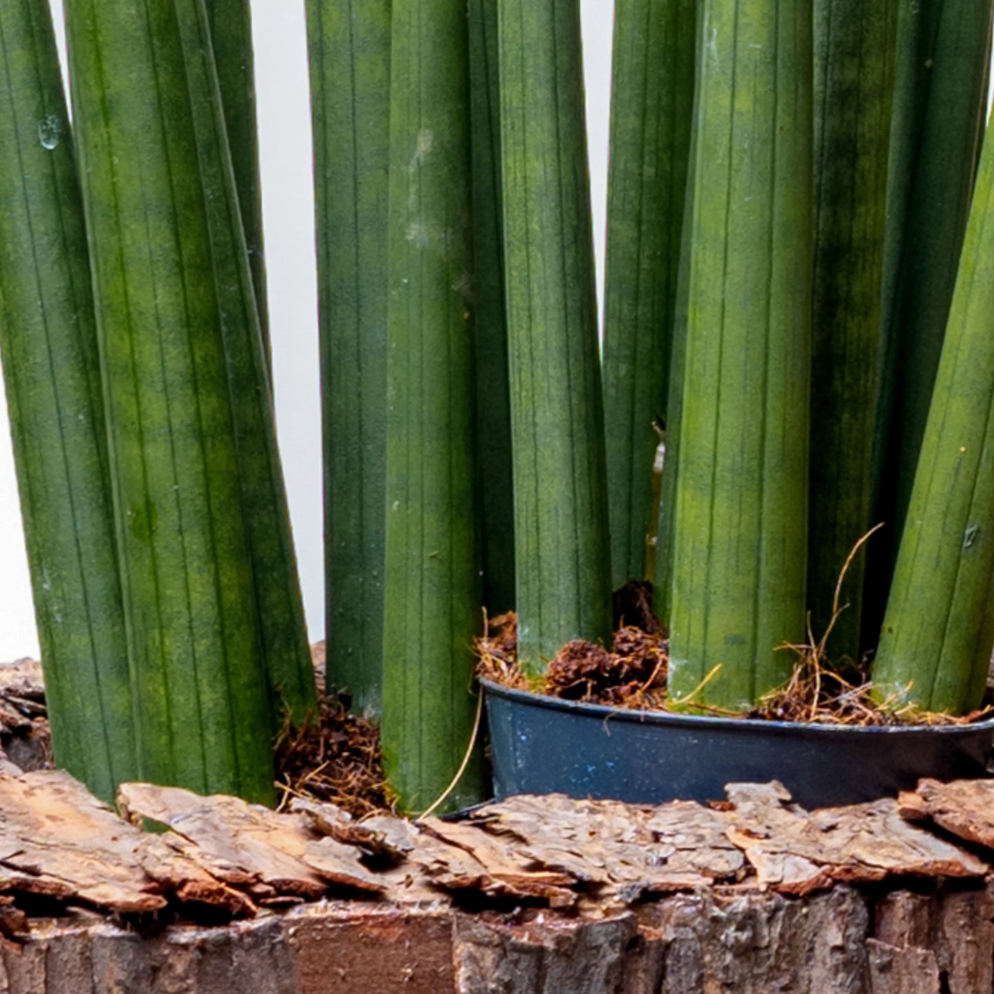 Sansevieria Cylindrica