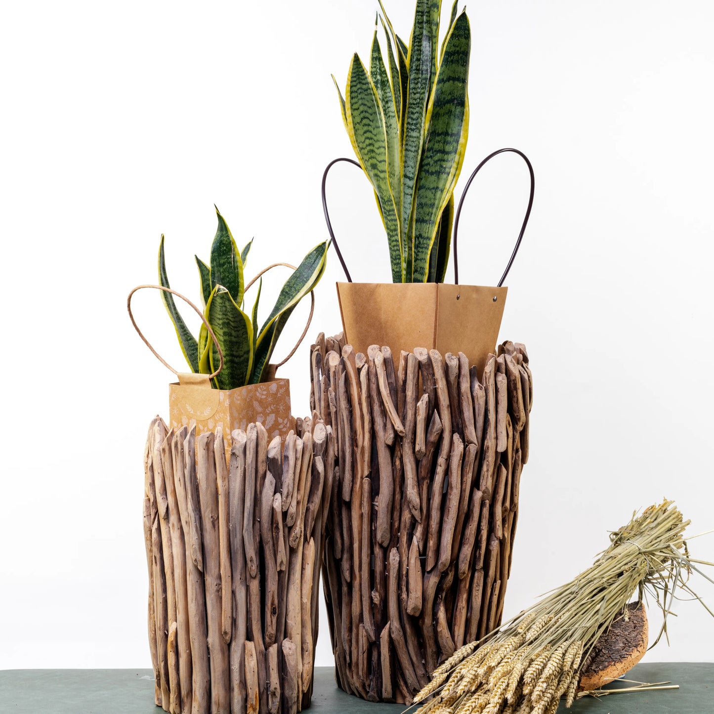 Sansevieria
