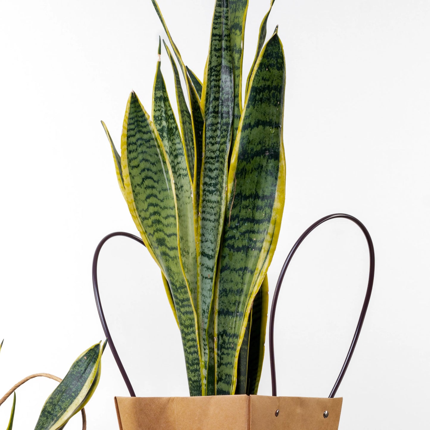 Sansevieria