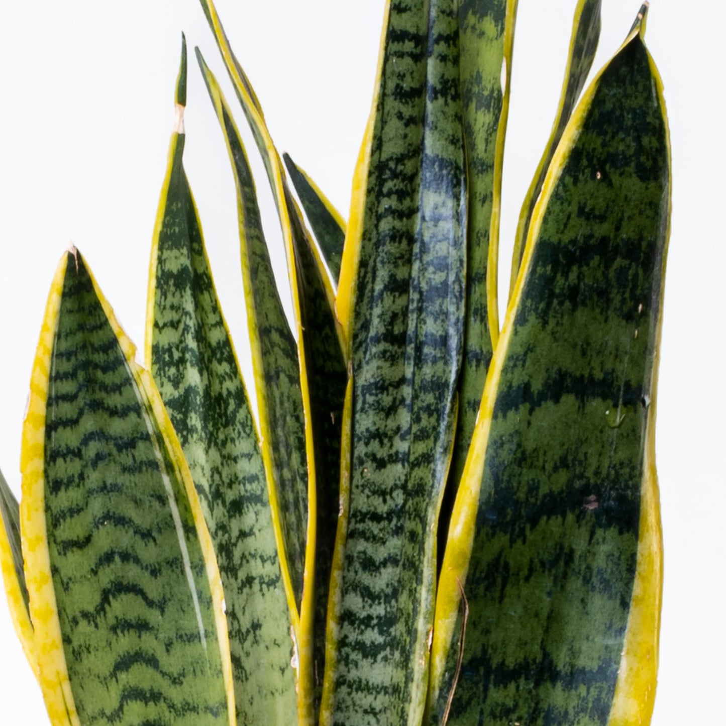 Sansevieria