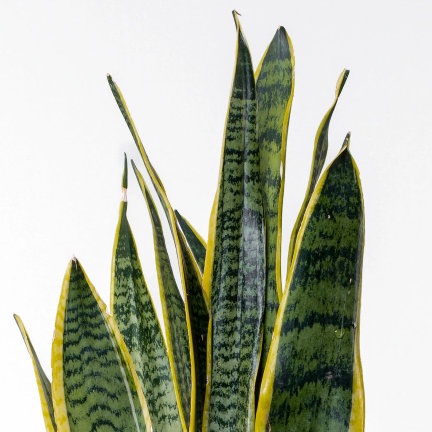 Sansevieria