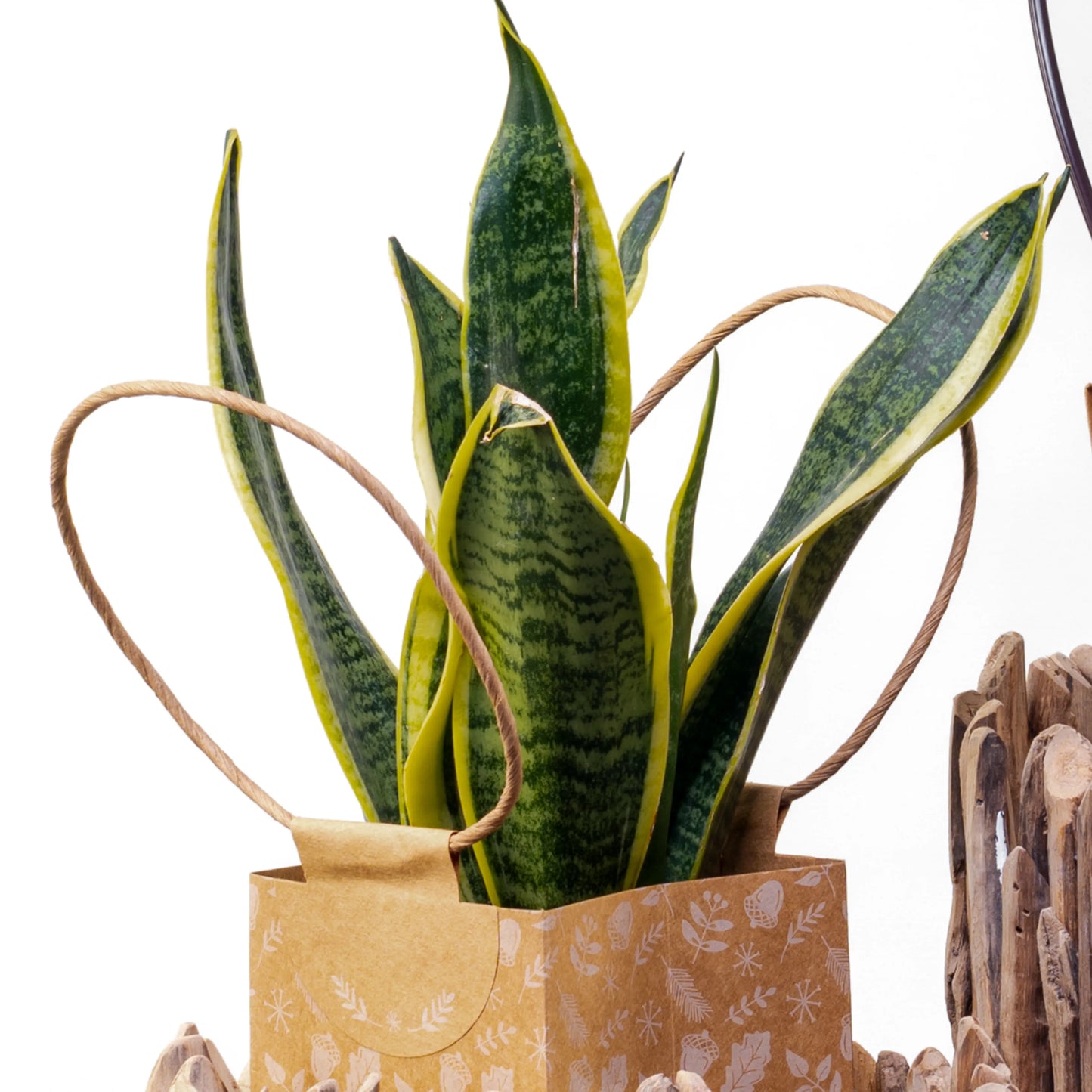 Sansevieria