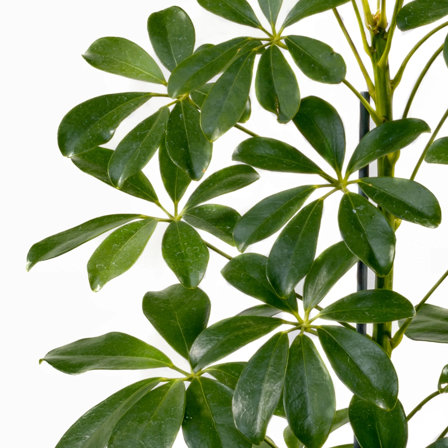 Schefflera