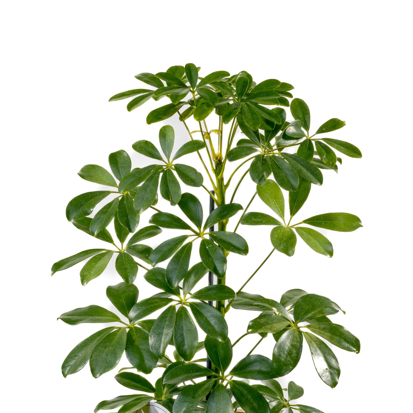 Schefflera