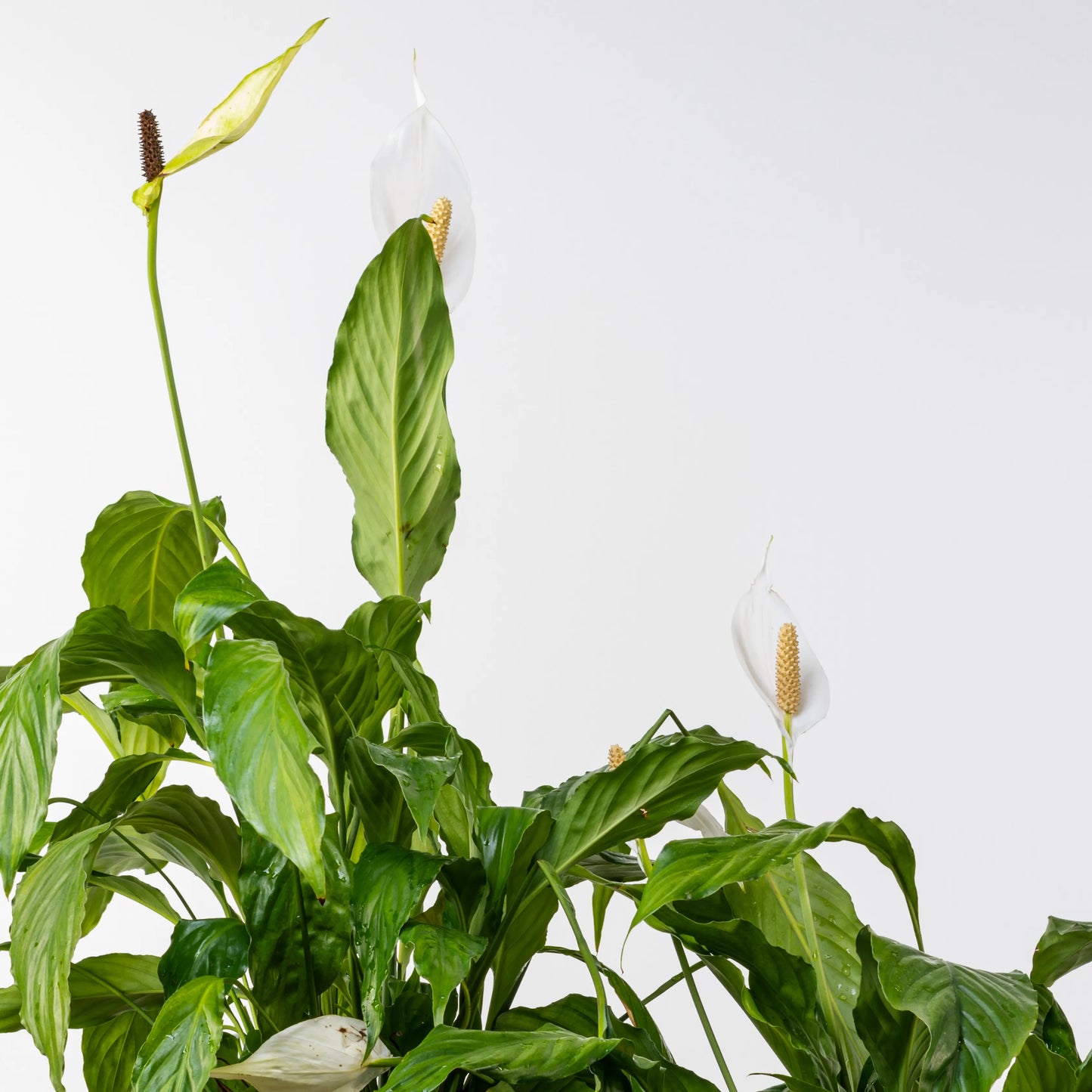 Spathiphyllum