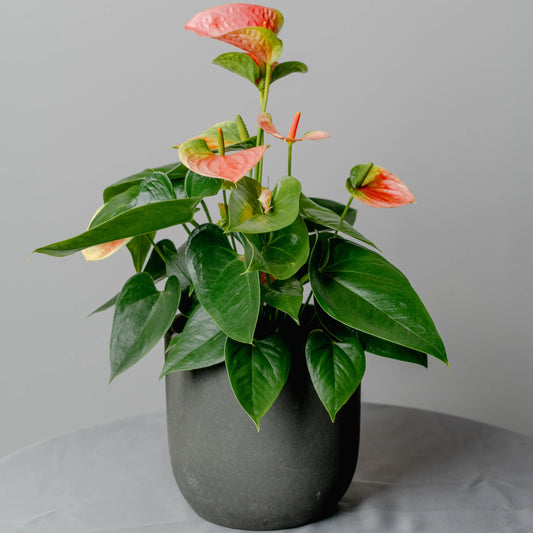 Anthracite Cement Vase