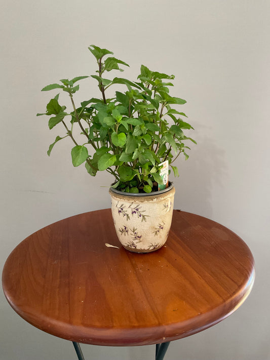 Vaso de Cerâmica Estilo Vintage – Branco Envelhecido com Azeitonas