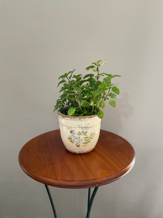 Vaso de Cerâmica Estilo Vintage – Branco Envelhecido com Plantas Silvestres