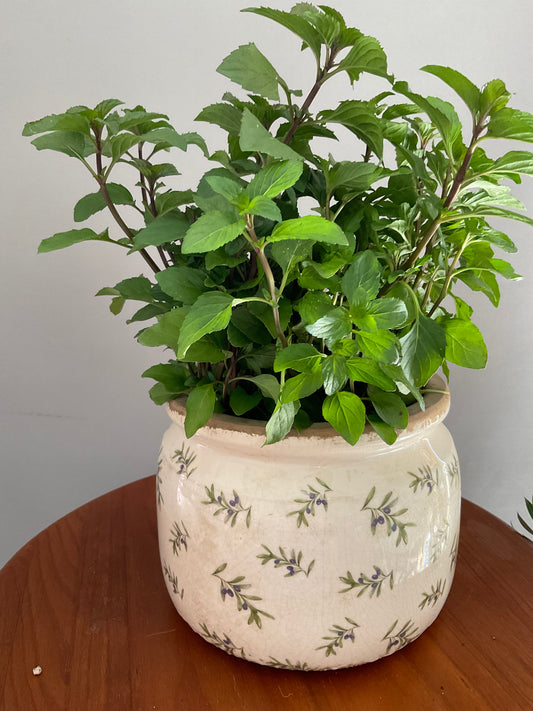 Vaso de Cerâmica Tipo Pot – Estilo Vintage Branco Envelhecido com Azeitonas