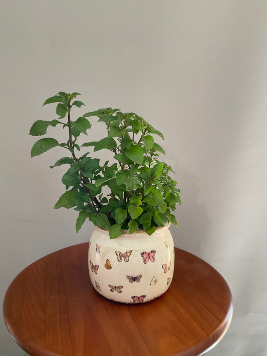 Vaso de Cerâmica Tipo Pot – Estilo Vintage Branco Envelhecido com Borboletas Roxas