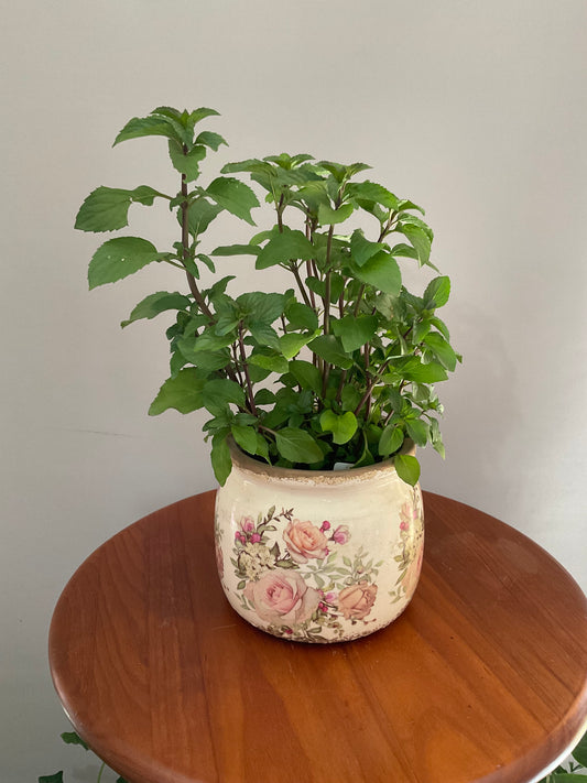 Vaso de Cerâmica Tipo Pot – Estilo Vintage Branco Envelhecido com Rosas de Jardim Cor-de-Rosa