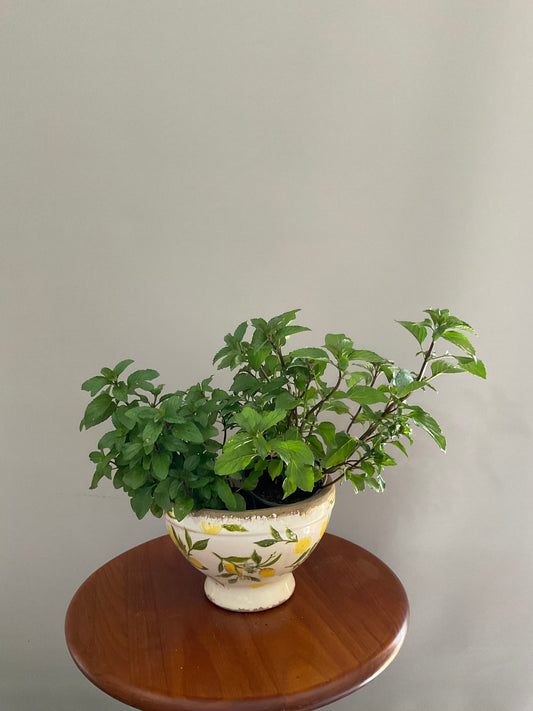 Vaso de Cerâmica Tipo Taça com Pé – Estilo Vintage com Limões