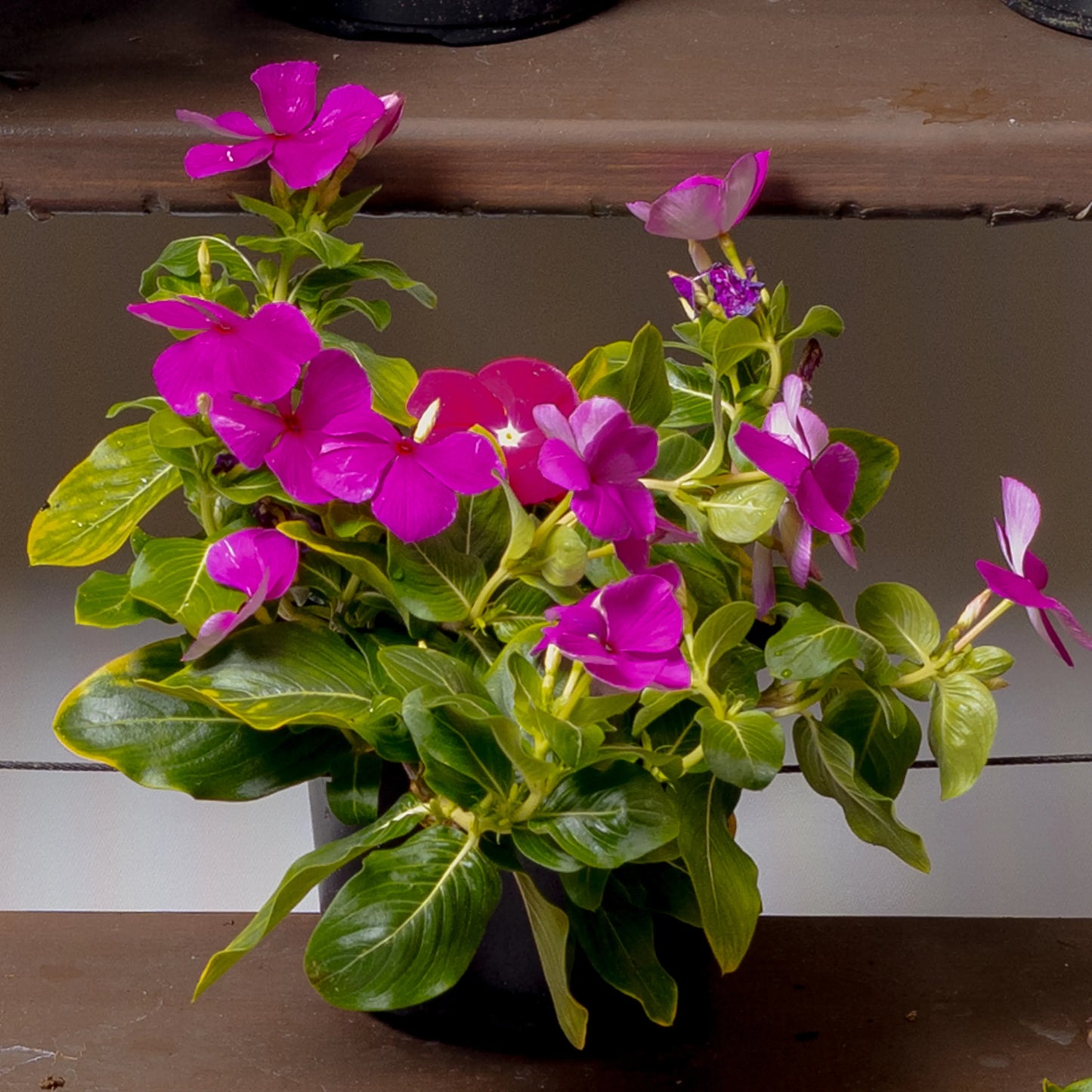 Vinca Cora Cascade