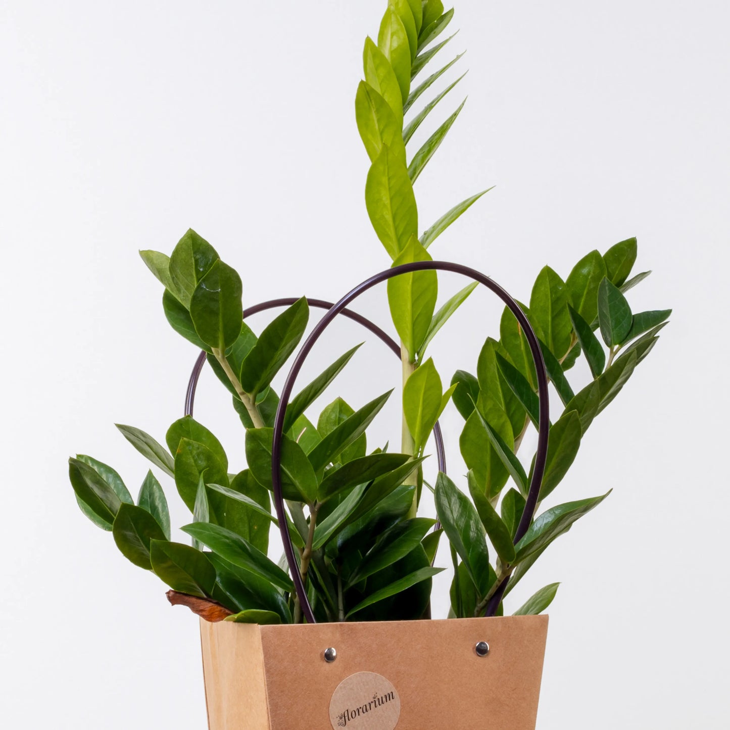 Zamioculcas