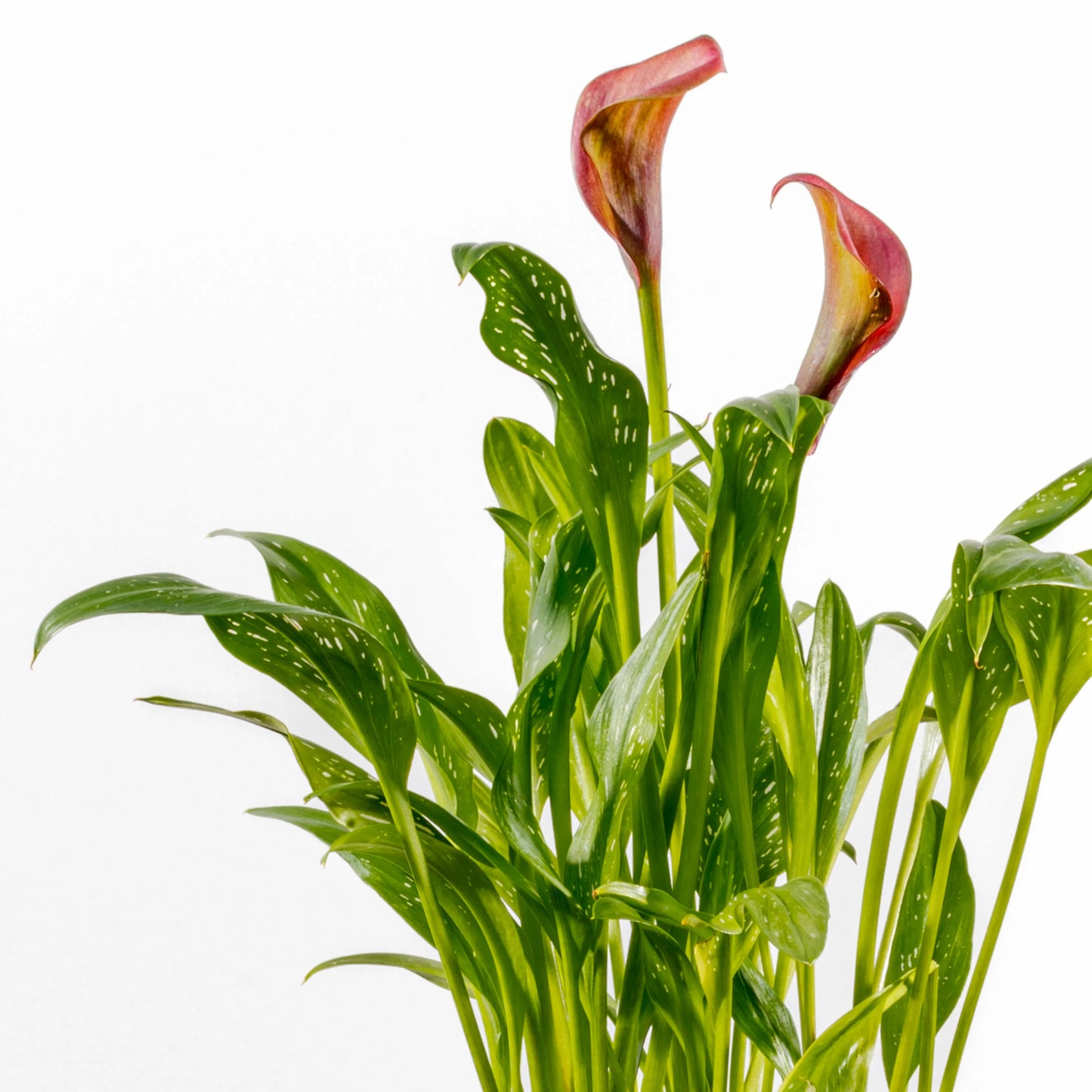 Zantedeschia