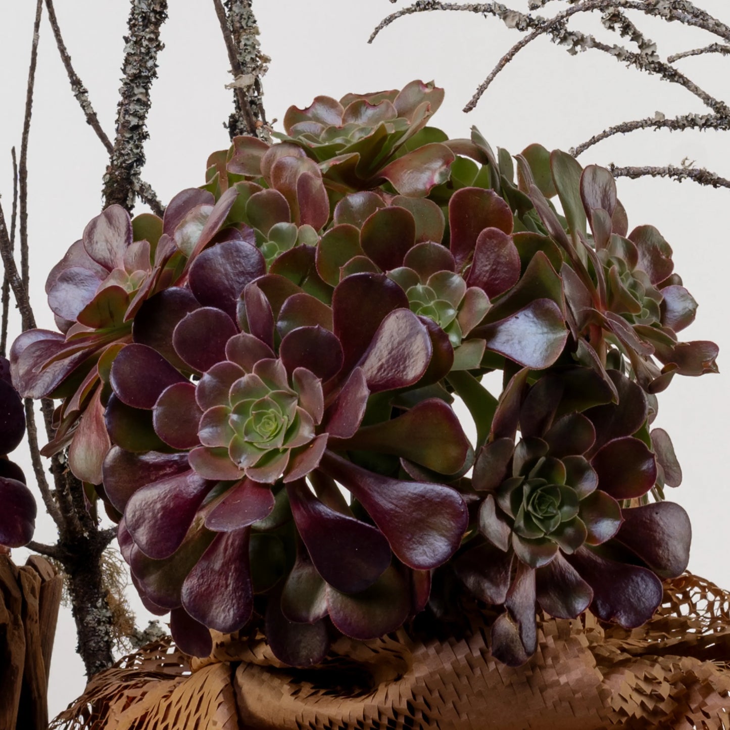 Aeonium
