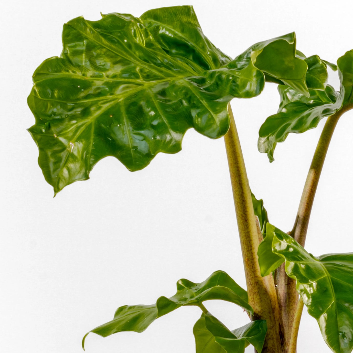 Alocasia Portodora