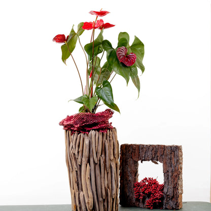 floraria anthurium Anthurium – Florarium