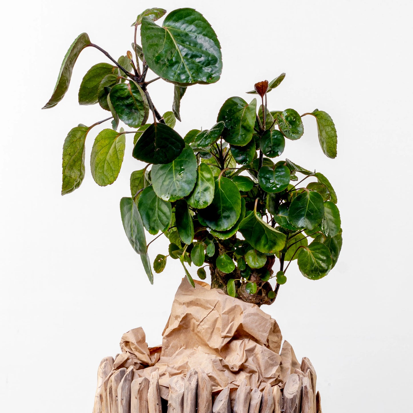 Aralia Fabian Terrina