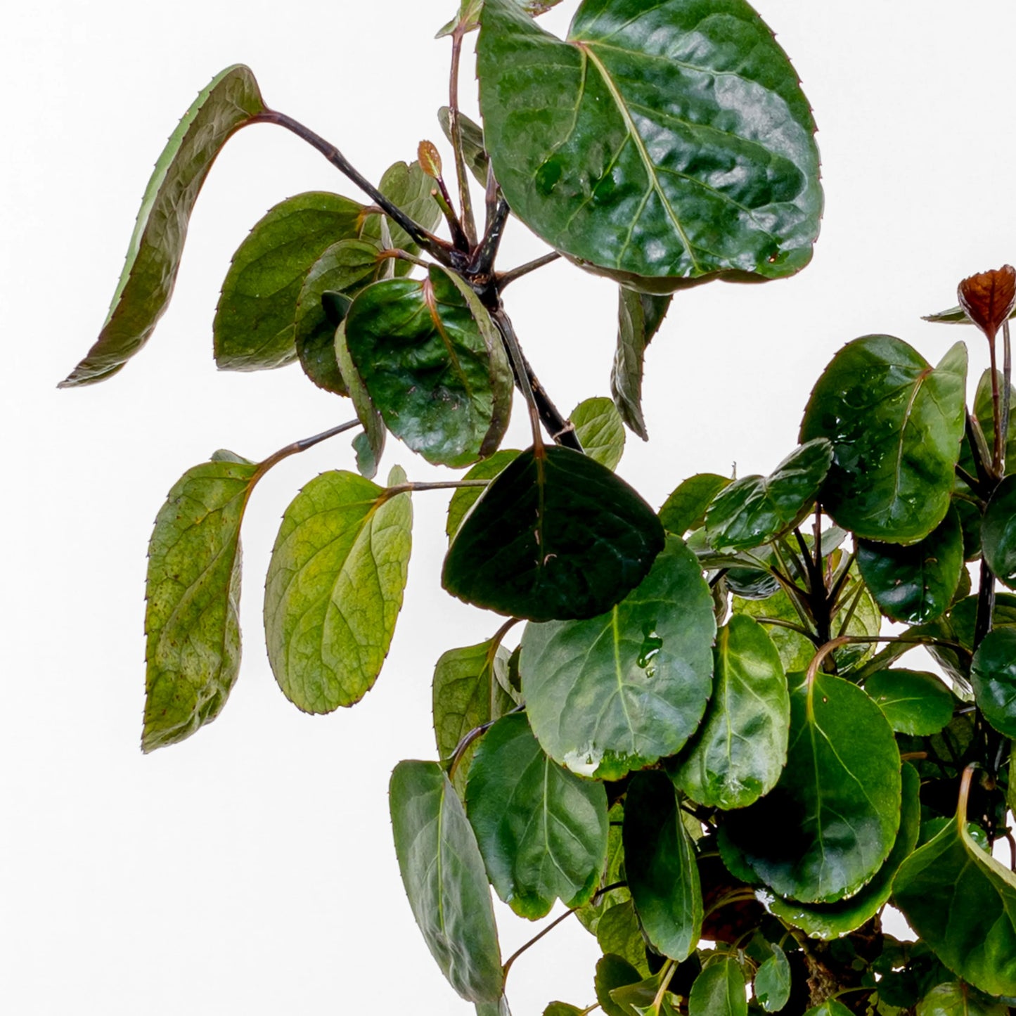 Aralia Fabian Terrina
