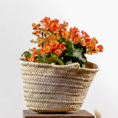 Begonia