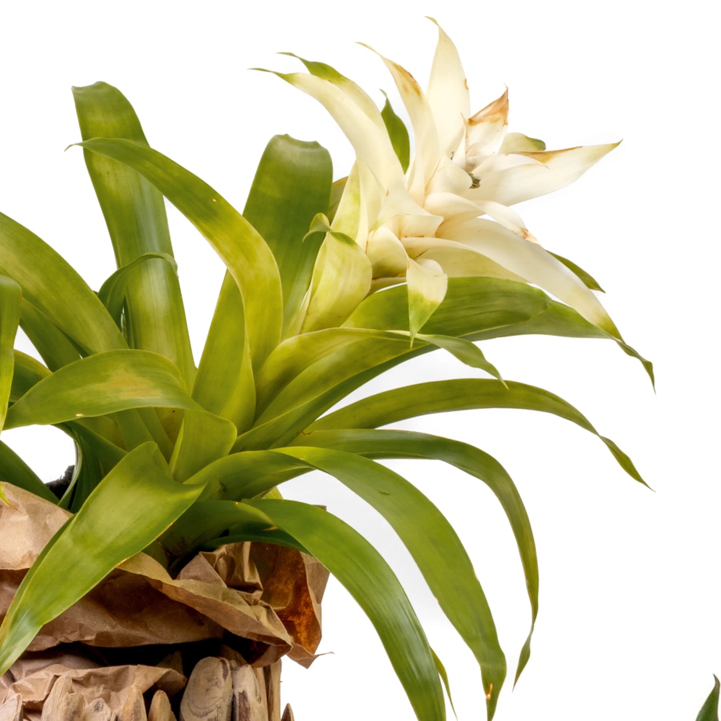 Bromelia
